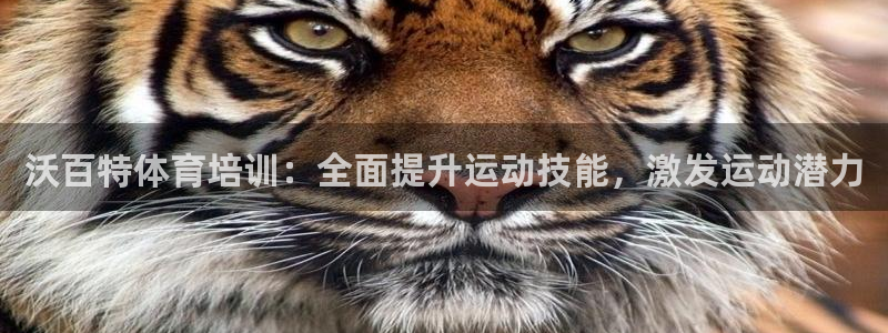 焦点娱乐财神：沃百特体育培训：全面提升运动技能，激发