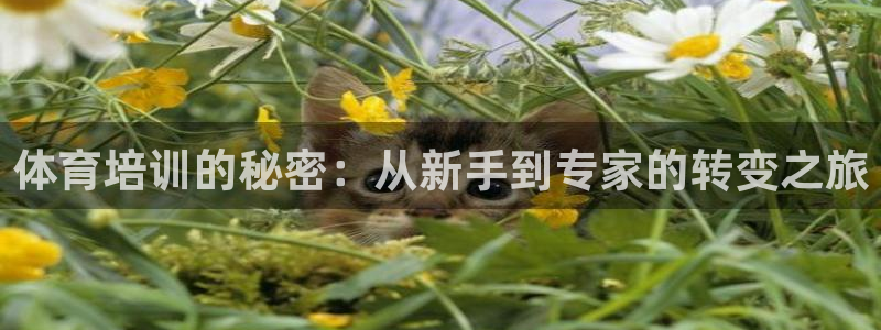 焦点娱乐门徒娱乐骗局视频