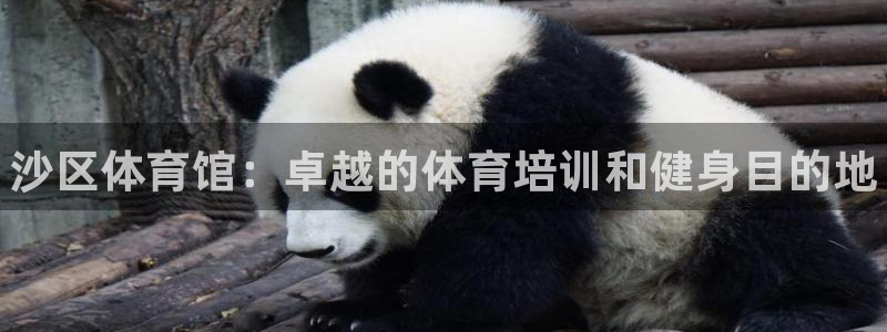 焦点娱乐官网首页入口下载：沙区体育馆：卓越的体育培训和健身目